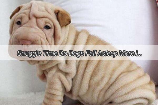  Snuggle Time Do Dogs Fall Asleep More in Cold Weather A Pawsitive Insight